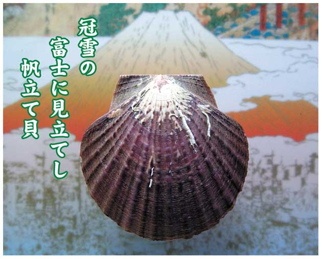 ● 冠雪の富士に見立てし帆立貝